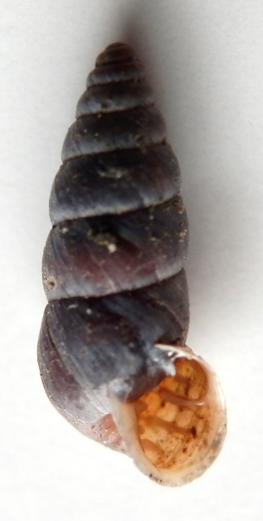 Chondrinidae da identificare